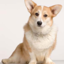 corgiporn-blog avatar