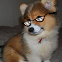 corgisenpai avatar