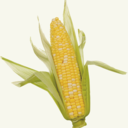 cornspiracy avatar