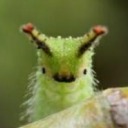 corrupt-caterpillar avatar