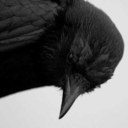 corvidstim avatar