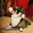 cosplaycorgi avatar