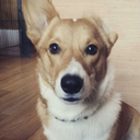 cowboybebopcorgi-blog avatar