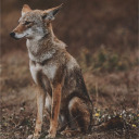 coyote-living avatar