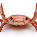 crabposting-official avatar