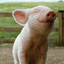 cutepigs4ever avatar