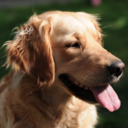 cutestgoldenretrievers avatar