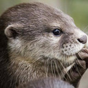 cutieotter avatar