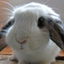 dailybunny avatar