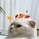 dailykittenfortaylor avatar