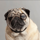 dapperpugs avatar