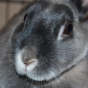 darlingbunbuns avatar