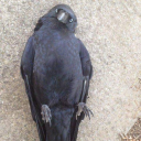 deprivedofsleepcrow avatar