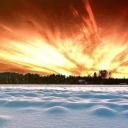 digitalaviary avatar