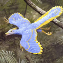 dinofeathers avatar