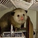 dishwashermarsupial avatar