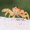 dj-crabby avatar