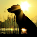 dog-parkk-blog avatar