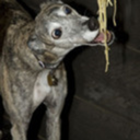 dogseatingpasta avatar