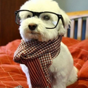 dogwithglassesandscarf avatar