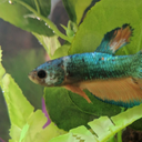 dorado-the-betta avatar