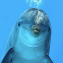 dreamofdolphins avatar