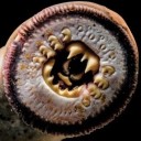 electricalpylon avatar