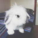 elricthebunny avatar