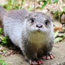 emotional-otter avatar