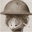 emu-war-veteran avatar