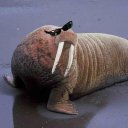 epicwalrus avatar