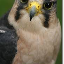 farticusfalcon avatar