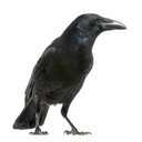 fellow-crow avatar