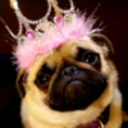 femalethepug avatar