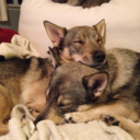 fenrisandrockythevallhunds avatar