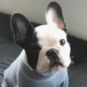 frenchiebullpups avatar