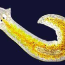 fuckyeahbiomajorplanarian-b-blog avatar