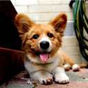 fuckyeahcorgi-blog avatar