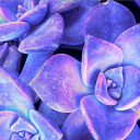 galaxy-succulents avatar