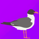 gaudy-laughing-gull avatar