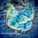 ghostofnuggetspast avatar