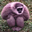 gibbonsmoon avatar