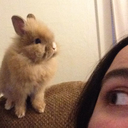 gingersnapsbunny avatar