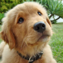 goldenretrieverclub avatar