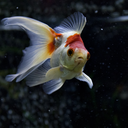 googlygoldfish avatar