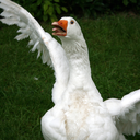 goose-enthusiast avatar