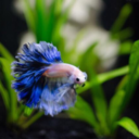 greekbettas avatar