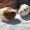 guineapiggieadventures avatar