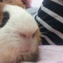 guineapigsonline avatar