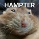 hamsterbro avatar